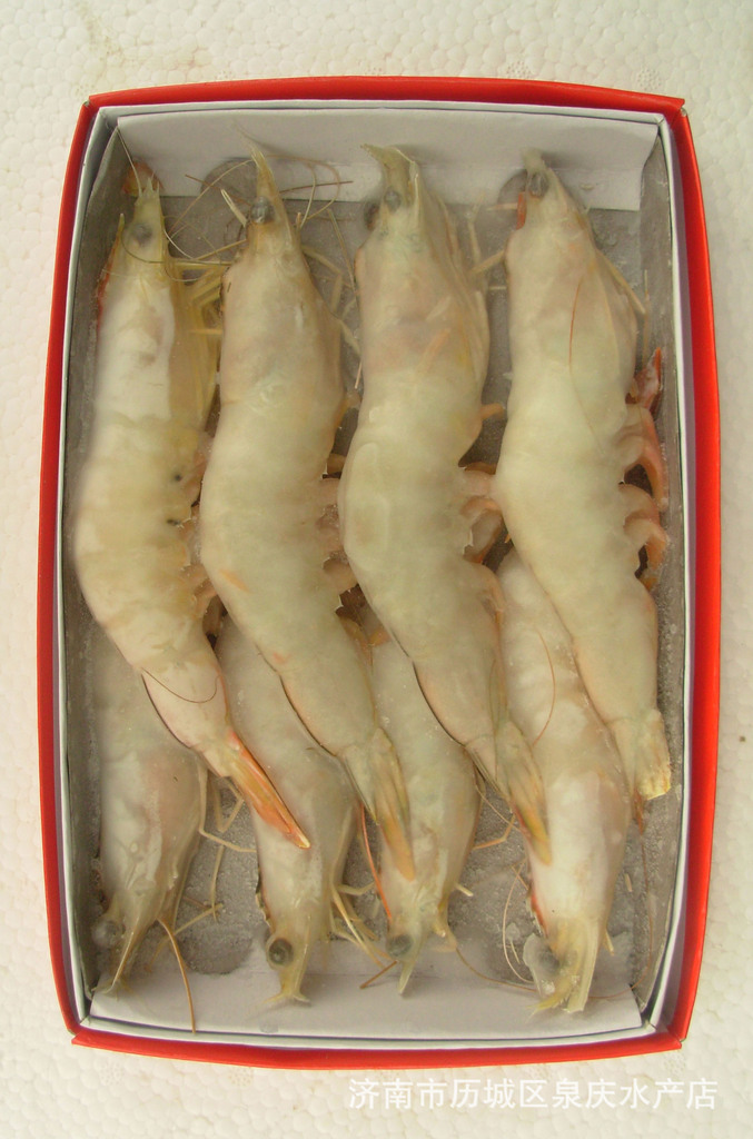批量供应海浦虾 冷冻海浦虾 精品海鲜