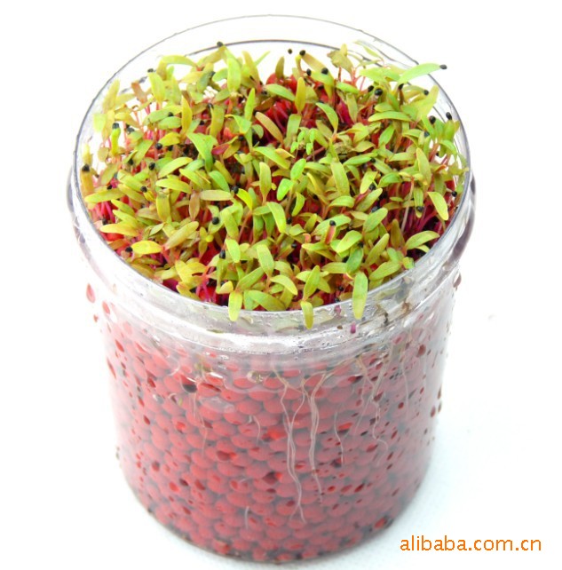 供应爱情草 负离子植栽 diy盆栽 微型盆景