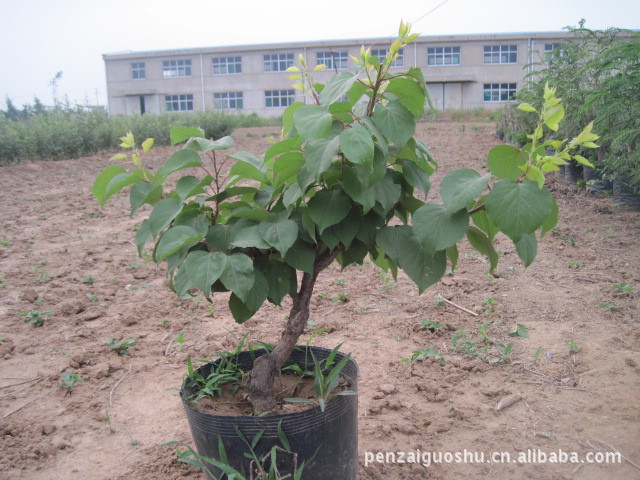 挂果的杏树盆景—6月份实景拍摄