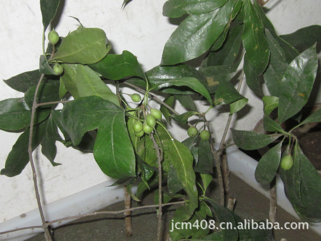 秤砣树四川犍为绿叶苗圃基地