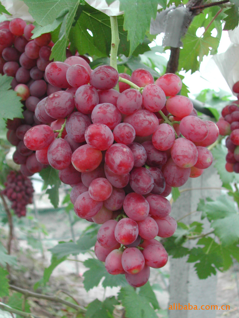 "心心牌"有机葡萄"粉红亚都蜜"色泽诱人,爽口甘甜