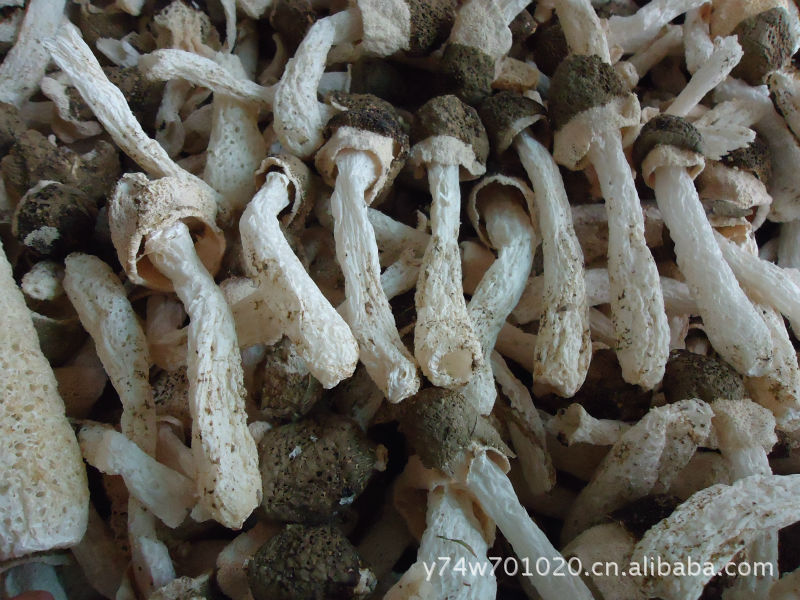 黑头竹荪--宜宾蜀南竹海特产