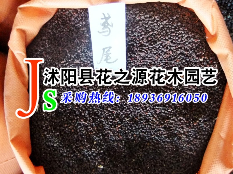 tectorum&rdquo;为&ldquo;屋顶上的&rdquo;)   别 名:蓝蝴蝶,扁竹花