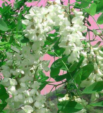 【厂家供应优质芦丁 95%】价格,厂家,图片,植物提取物,西安康培基生物