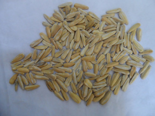 大量供应 黄葵 葵花籽 20斤装 量大从优