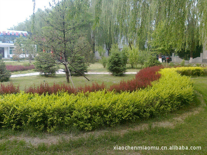 供应色块苗木 金叶女贞苗 金叶女贞球 庭院绿化 色彩搭配