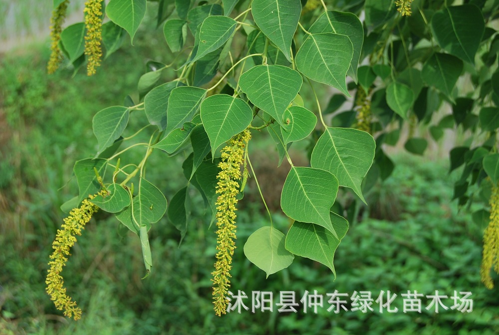 木子树的用途,木子树果实图片,木豆叶的效与作用_大山谷图库