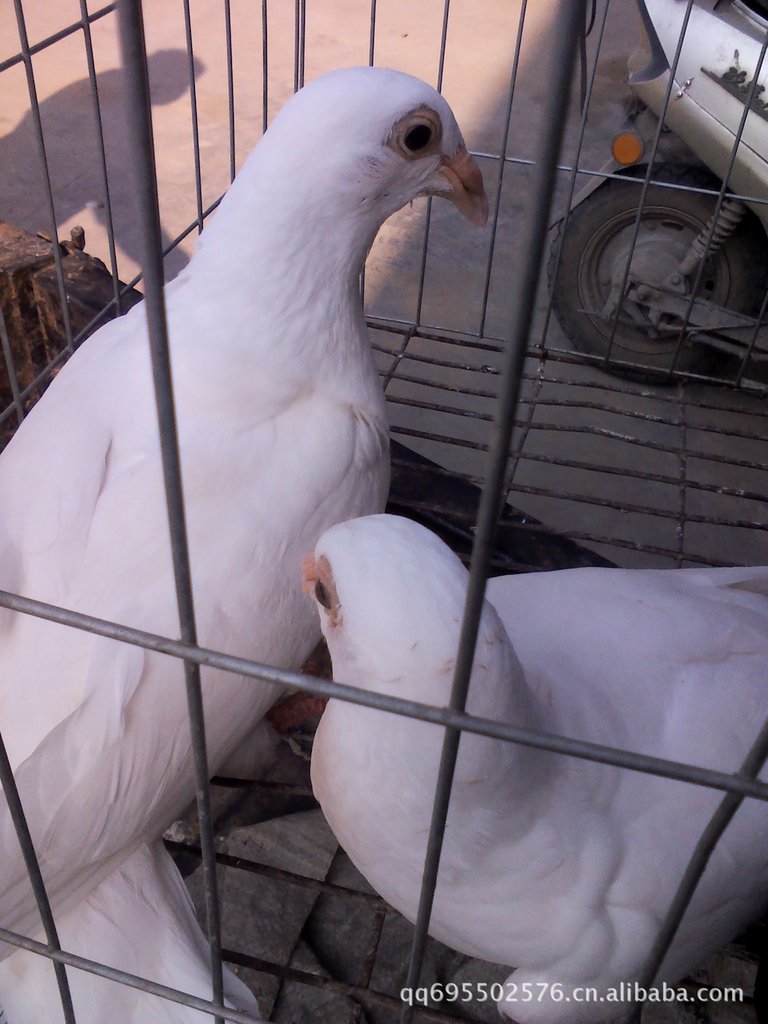 观赏鸽大鼻子观赏鸽的品种