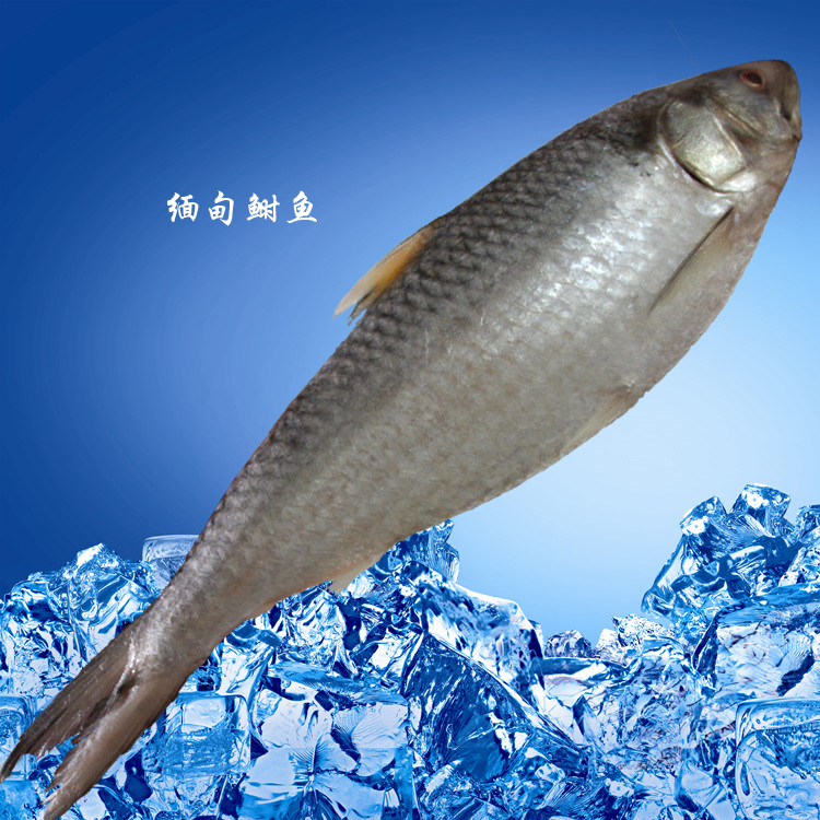 鲥鱼中国图片