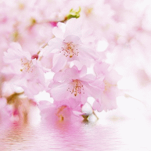 小新群分享#--桃花岛火爆分享.gif动画制作