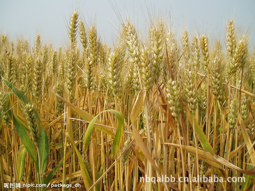供应优质小麦--红小麦