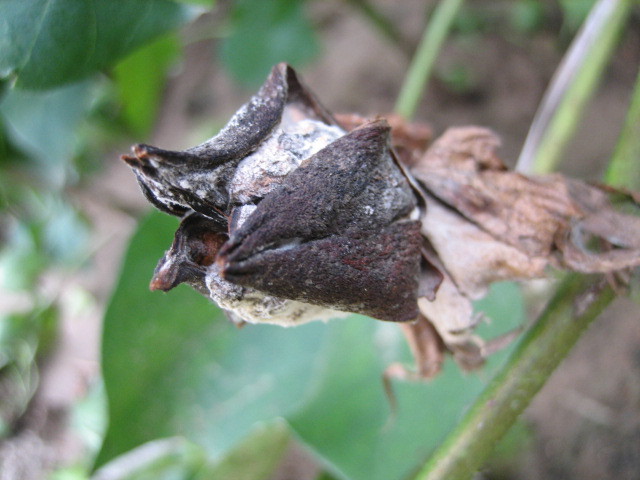 棉花烂铃发生原因与防治 !