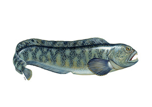 冰岛进口狼鱼头(专一龙王鱼头)