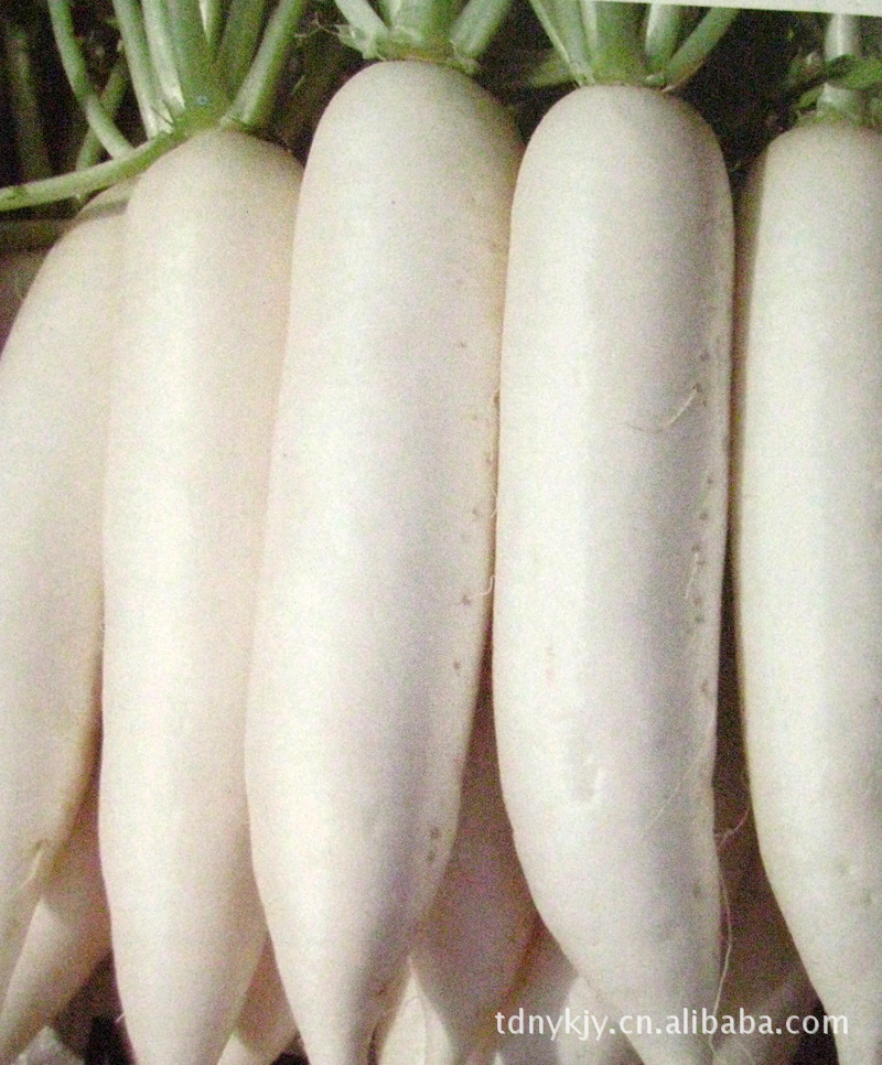 白玉春品种优质萝卜预售,欢迎订购