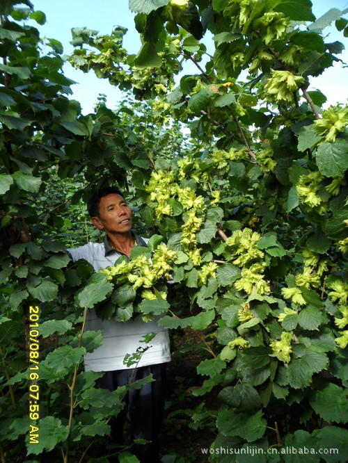 (和一元硬币大小相仿;果仁比带壳的野生山榛子还大 特点三:抗寒!