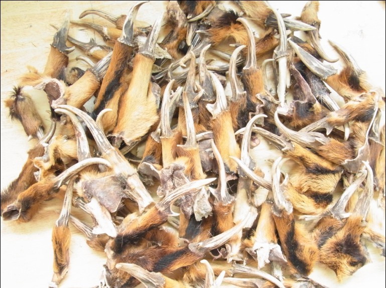 麂子角天然原生态角类饰品吊坠原料