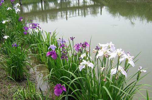 水生花卉批发菖蒲香蒲芦苇水葱水菖蒲睡莲