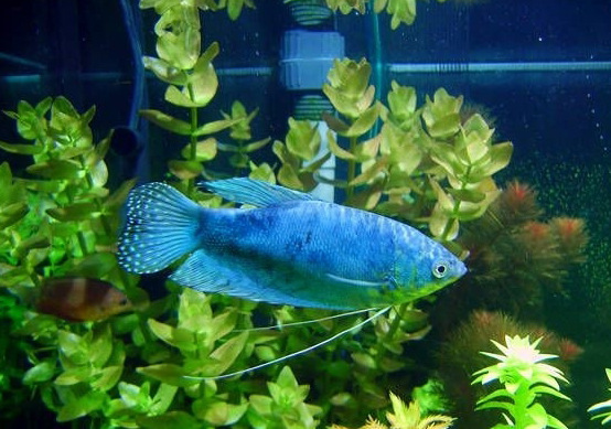 上海羽一热带观赏鱼养殖场批发热带鱼黄米奇鱼