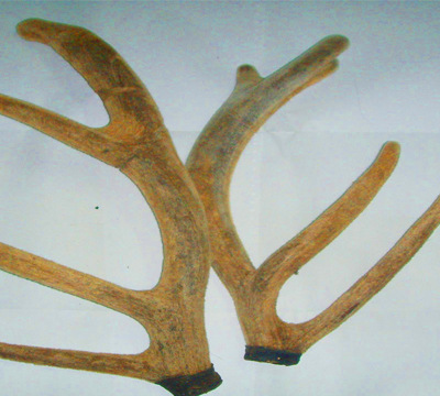 【壮阳养生秘药方】价格,厂家,图片,动物中药材,李伟军-马可波罗网