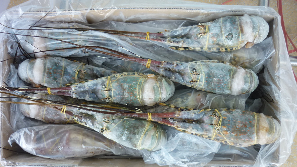 花龙 青花龙 冰冻龙虾 越南龙虾图片_1