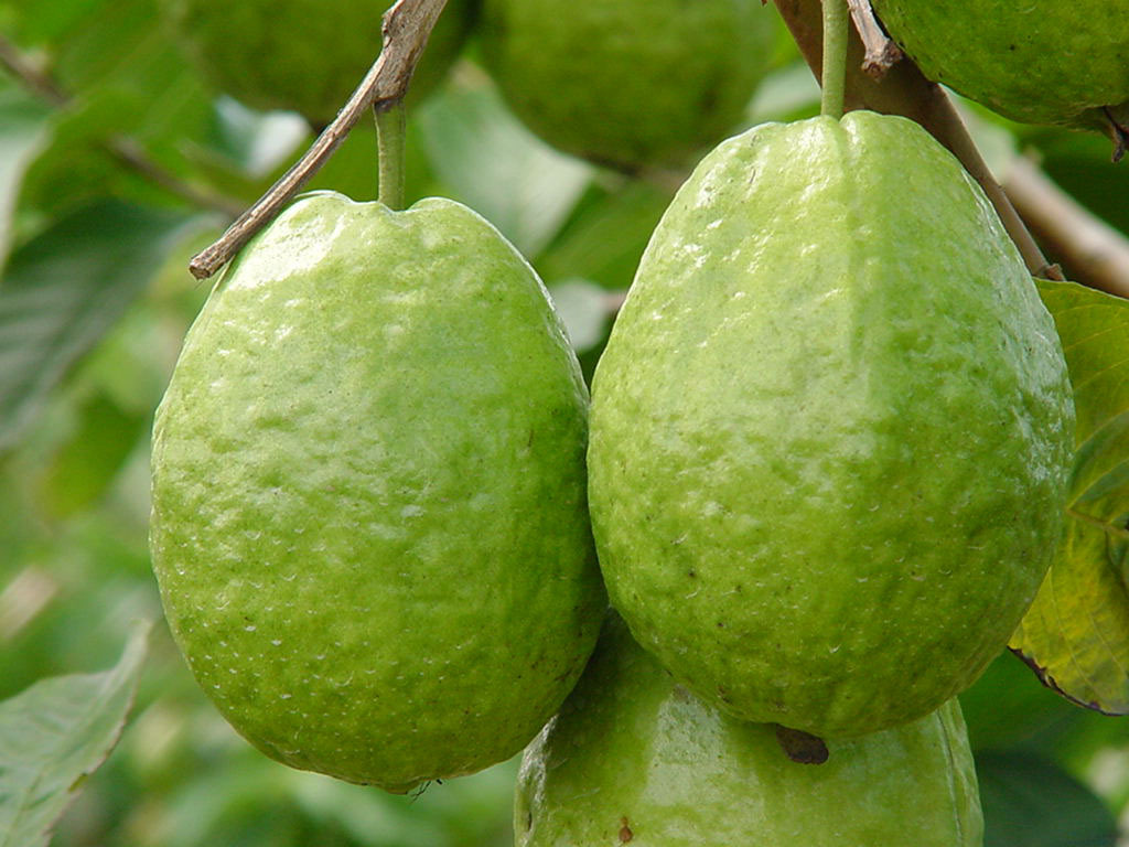 新源新鲜水果 台湾芭乐7斤1箱装 礼品水果