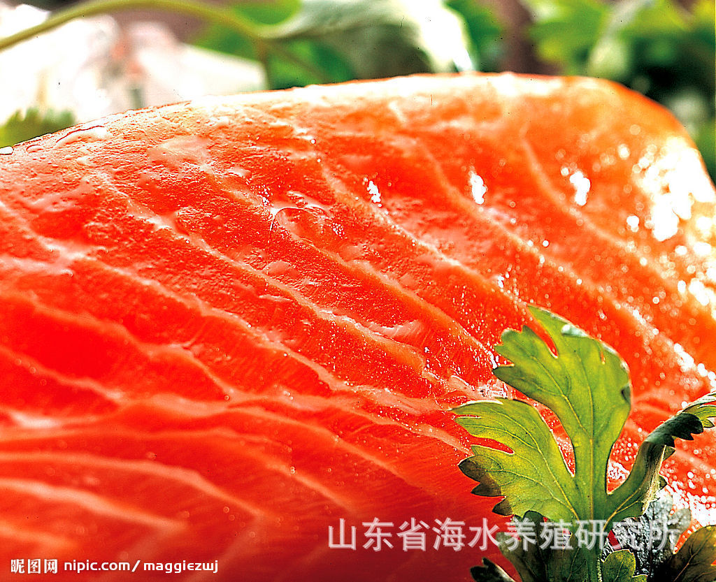 优质斑点鳟鲑(三文鱼新品种)苗种,商品鱼