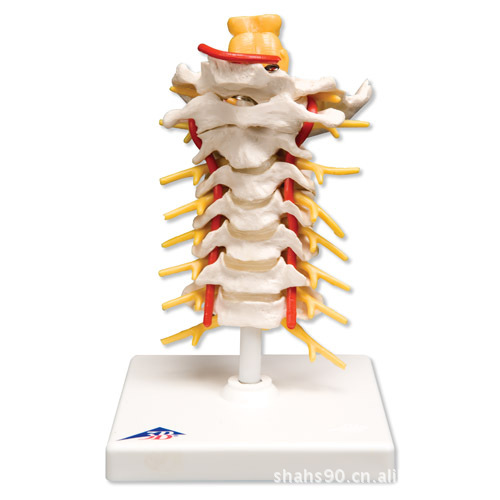 进口颈椎模型人体骨骼模型脊柱模型脊椎模型骨骼解剖模型颈椎解剖图片