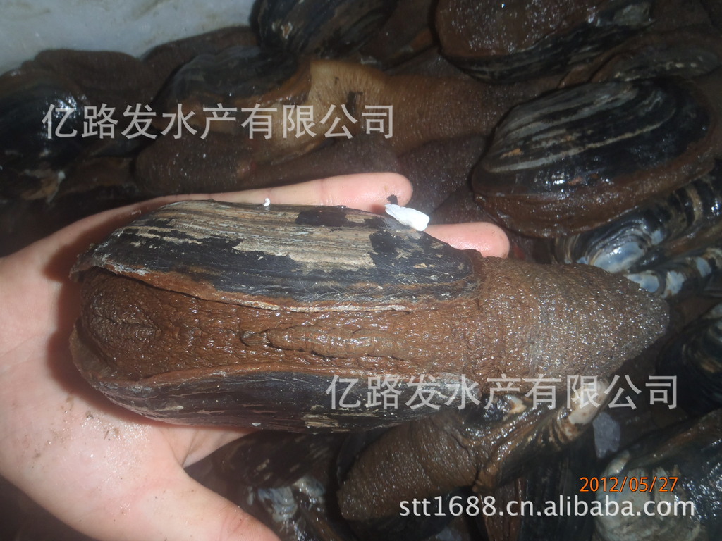 供应象拔蚌,黑蚌,海鲜贝类,海鲜批发