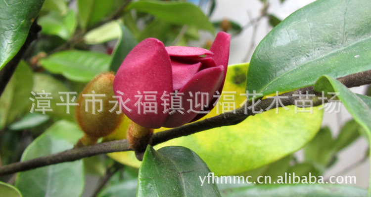 四川桂花苗木批发市场地址查询在哪里