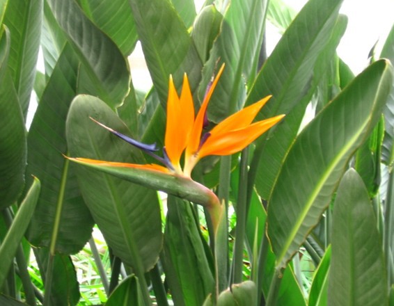 鶴望蘭花 四川鶴望蘭 天堂鳥 草花基地鶴望蘭圖片大全,成都千蜀園林