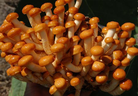 供应优质 东北特产 有机滑子蘑 有机食品 批发滑子蘑 伊春