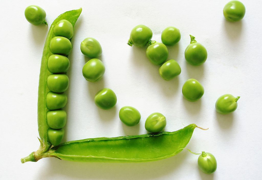 原料辅料,初加工材料 农产品 粮油,纤维作物 豆类作物 万全农业 农