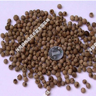 批发供应 优质灯台树种子 保质保量 新种 45/斤批发