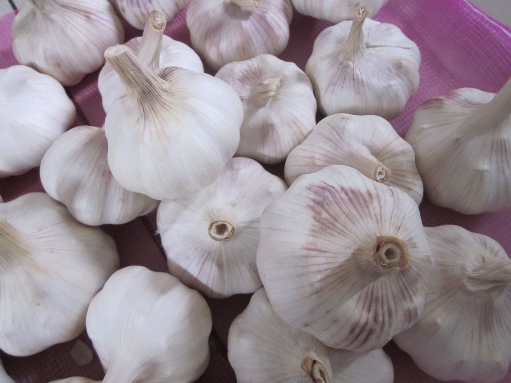 代收代存代销金乡大蒜蒜薹