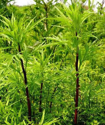 野生藜蒿,红茎翠叶,散长在田间地头,河滩湖畔处.