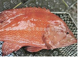 石斑鱼分为东星斑,老鼠斑,苏媚,苏鼠斑,青斑,麻斑,老虎斑,黄丁斑,红