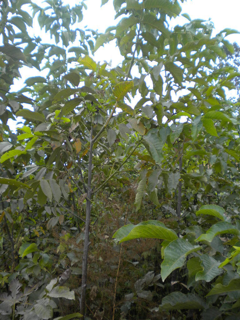 核桃苗 8518,清香,辽核,香玲,中林,晋龙