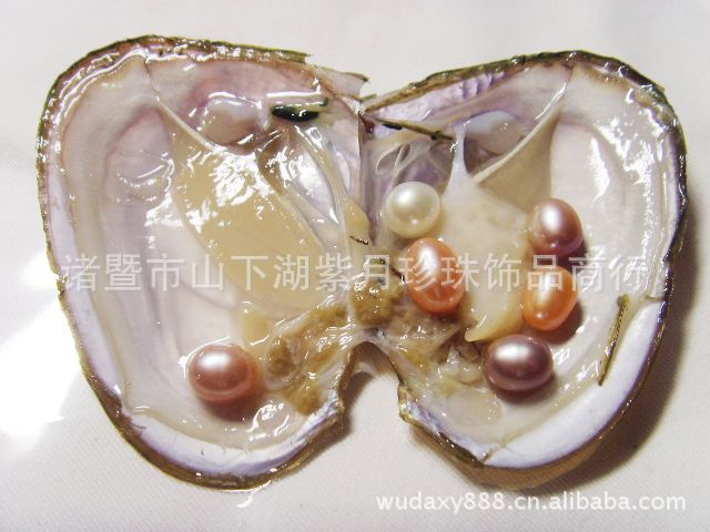 大量批发供应活体小珍珠蚌 促销用珍珠小贝 珍珠河蚌