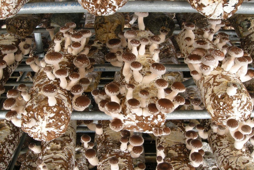 香菇菌棒(图)母种香菇菌种 优质香菇菌种批发