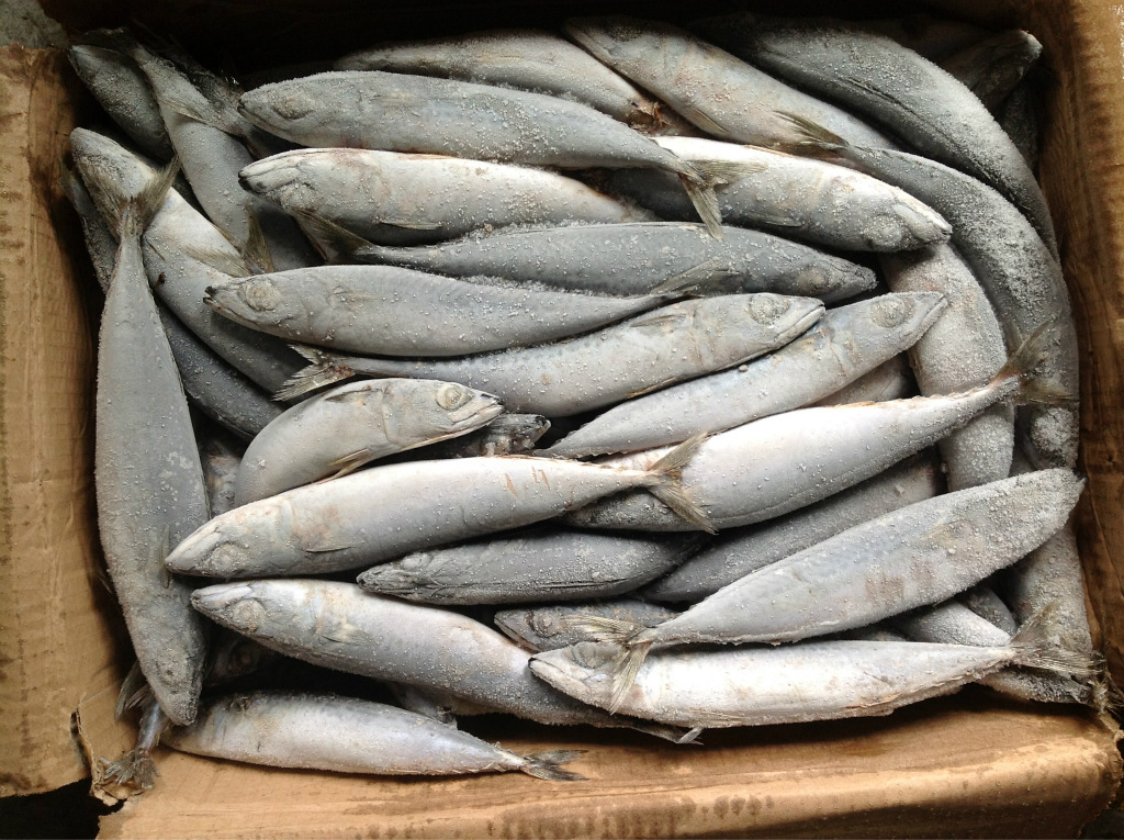 華祥水產 冷凍海產 長期供應 船凍青魚 青魚圖片_2