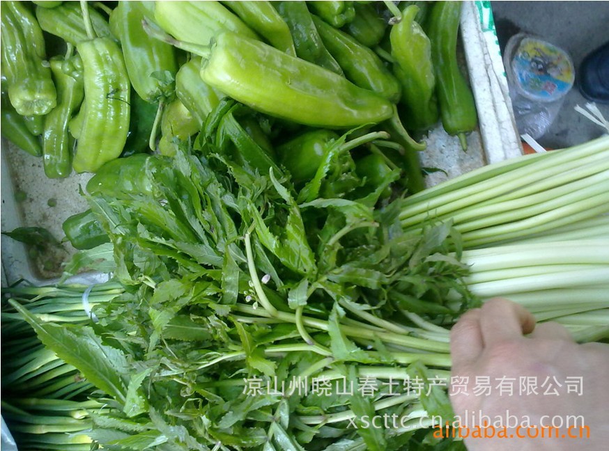 有在做野菜代理的吗(有在做野菜代理的吗现在)