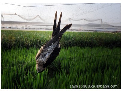 放鸟网 麻雀网 画眉网 野鸡网 20米麻雀网