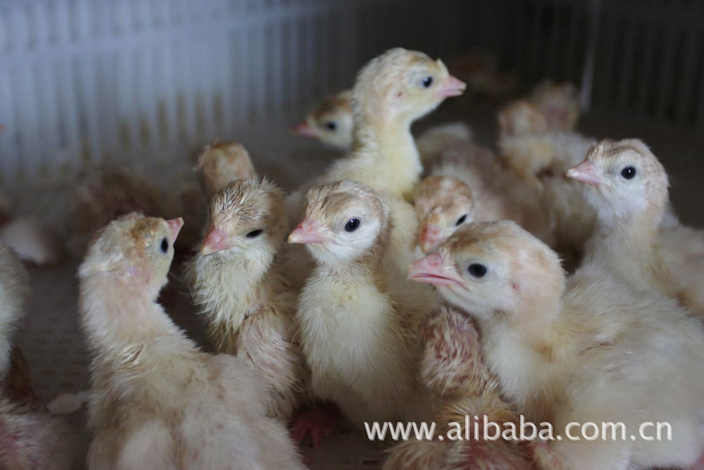 火鸡苗 尼古拉火鸡苗