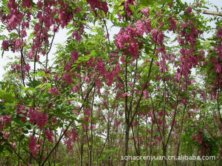 大量供应香花槐.毛槐.规格齐全.质量好.