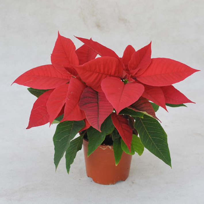 批发观叶植物小盆栽(a90)一品红-早金奖