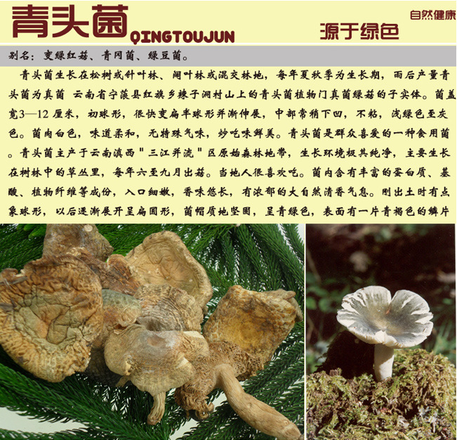 批发 食用菌 野生特级青头菌 热销