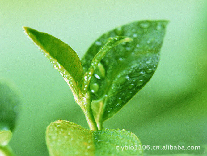 廠家現貨供應 綠茶提取物 茶多酚