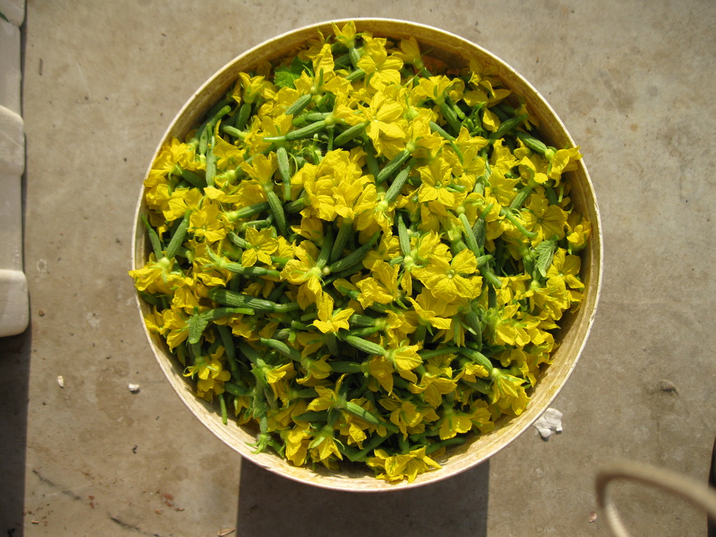 供应鲜花小黄瓜 寿光特菜 基地直供