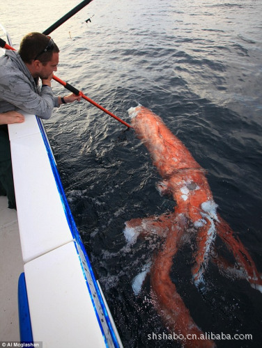 渔民在澳洲海域发现巨型红色章鱼 长约4米[图]
