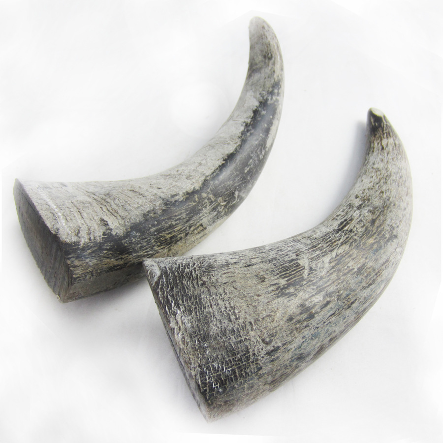 供应厂家直销 大量牛角原材 水牛角 角尖